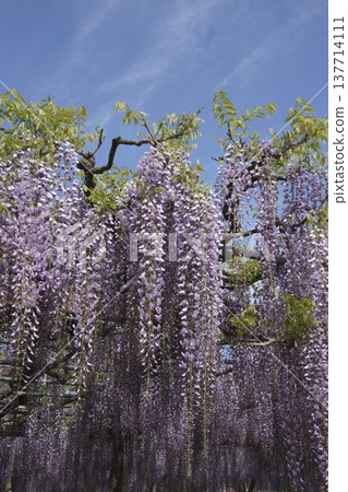 Fuji Fuji 137714111