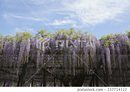 Fuji  137714112