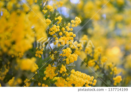 Mimosa flowers 137714199