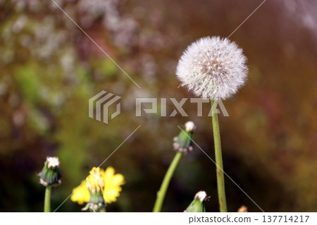 我在步道上發現了一朵蒲公英。 137714217