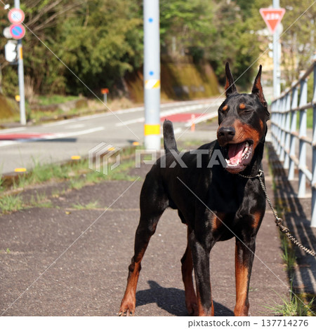 杜賓犬，杜賓犬 137714276