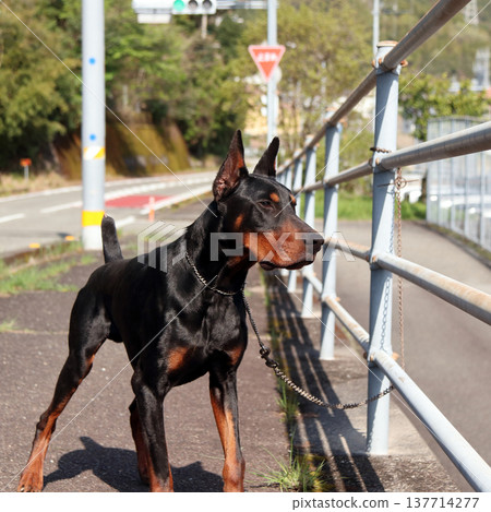 Doberman Pinscher, Doberman Pinscher Doberman Pinscher, Doberman Pinscher 137714277
