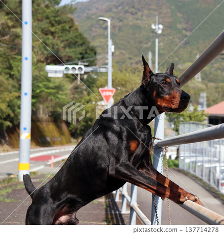 Doberman Pinscher, Doberman Pinscher Doberman Pinscher, Doberman Pinscher 137714278