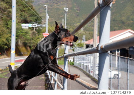 杜賓犬,杜賓犬 杜賓犬,杜賓犬 137714279