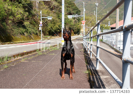 杜賓犬，杜賓犬 137714283
