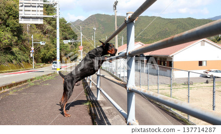 Doberman Pinscher, Doberman Pinscher Doberman Pinscher, Doberman Pinscher 137714287