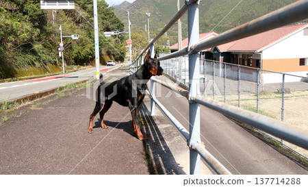 Doberman Pinscher, Doberman Pinscher 137714288