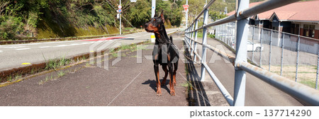 Doberman Pinscher, Doberman Pinscher Doberman Pinscher, Doberman Pinscher 137714290