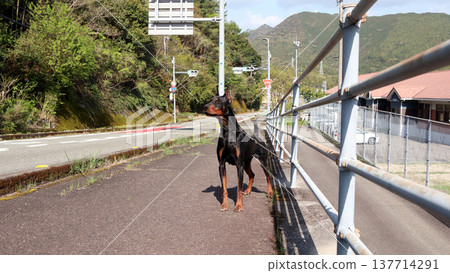 Doberman Pinscher, Doberman Pinscher Doberman Pinscher, Doberman Pinscher 137714291