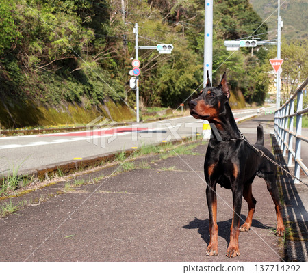 Doberman Pinscher, Doberman Pinscher Doberman Pinscher, Doberman Pinscher 137714292