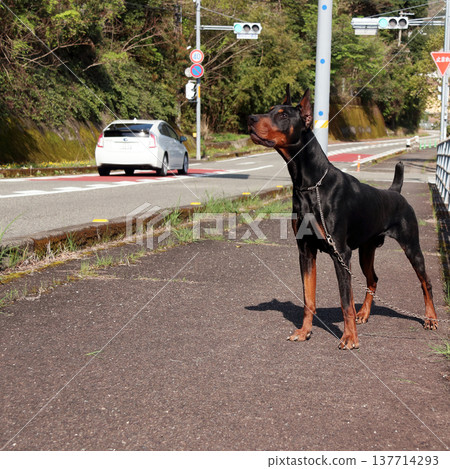 杜賓犬，杜賓犬 137714293