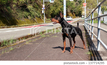 杜賓犬,杜賓犬 杜賓犬,杜賓犬 137714295