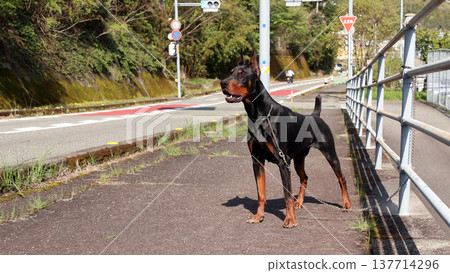 Doberman Pinscher, Doberman Pinscher 137714296
