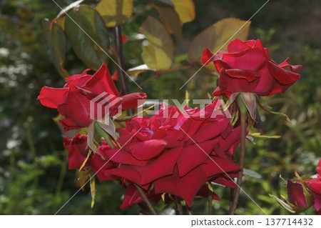 rose rose 137714432