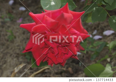 rose rose 137714433