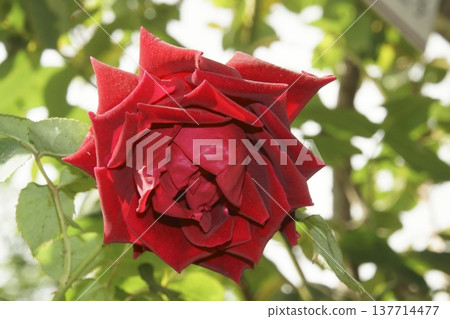 rose rose 137714477