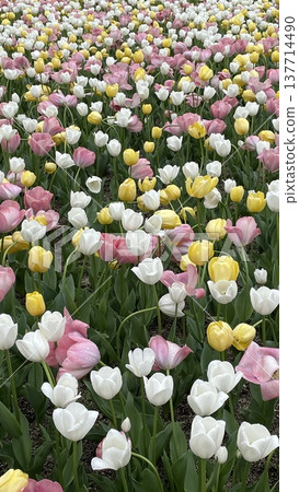 Colorful tulip field Colorful tulip field 137714490
