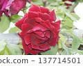 rose	 137714501