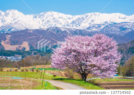 Nodaira的一棵櫻花樹 137714502