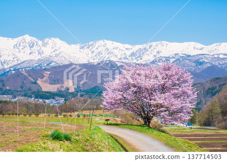 Nodaira的一棵櫻花樹 137714503