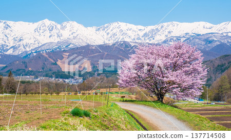 One cherry tree of Nodaira One cherry tree of Nodaira 137714508