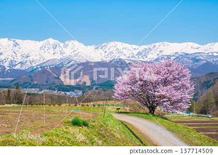 One cherry tree of Nodaira One cherry tree of Nodaira 137714509