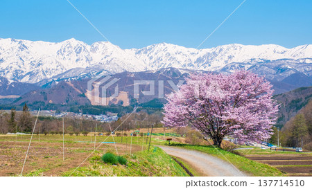 Nodaira的一棵櫻花樹 Nodaira的一棵櫻花樹 137714510