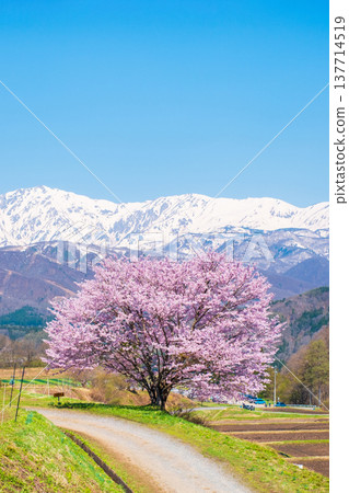 Nodaira的一棵櫻花樹 Nodaira的一棵櫻花樹 137714519