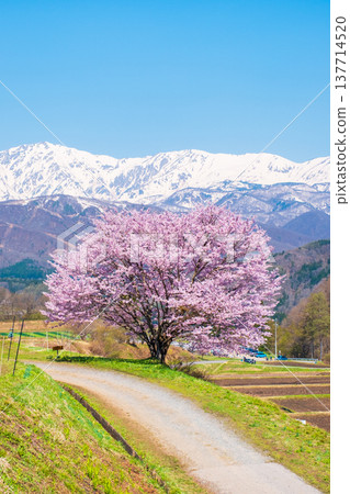 One cherry tree of Nodaira One cherry tree of Nodaira 137714520