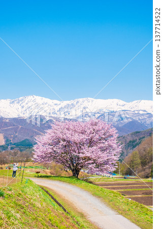 Nodaira的一棵櫻花樹 137714522