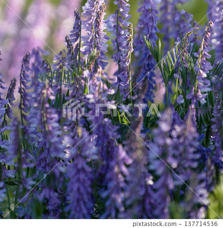Close-up of purple sage flowers blooming in a field. Medicinal herbs. Close-up of purple sage flowers blooming in a field. Medicinal herbs. 137714536