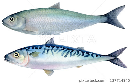 Mackerel and herring. Hand-drawn watercolor illustration isolated on a white background. Raw mackerel and herring for healthy cooking. For cookbooks, menus and educational brochures 137714540