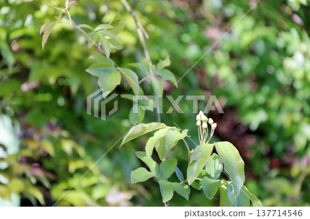 山龍眼 (Rosa Banksiae) 花蕾 山龍眼 (Rosa Banksiae) 花蕾 137714546