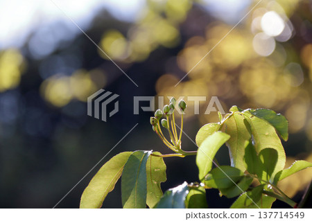山龍眼 (Rosa Banksiae) 花蕾 山龍眼 (Rosa Banksiae) 花蕾 137714549
