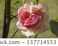 rose	 137714553