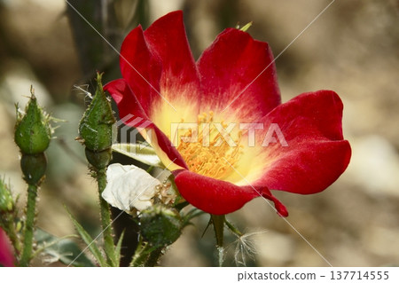 rose rose 137714555