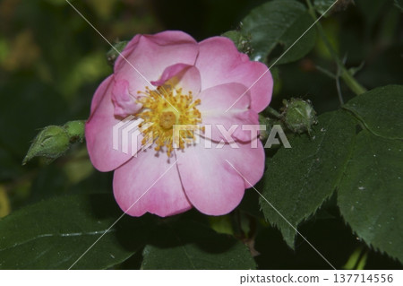 rose rose 137714556