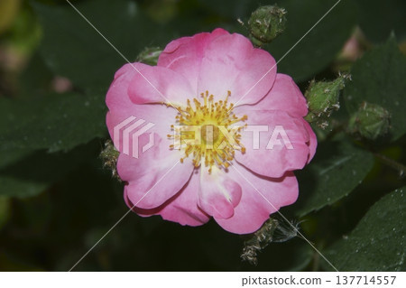 rose	 137714557