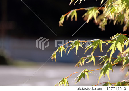 Maple autumn leaves Maple autumn leaves 137714640