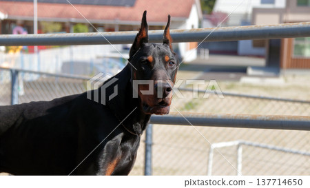 Doberman Pinscher, Doberman Pinscher Doberman Pinscher, Doberman Pinscher 137714650