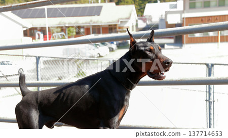 杜賓犬,杜賓犬 杜賓犬,杜賓犬 137714653