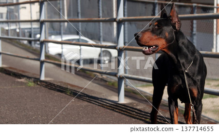 Doberman Pinscher, Doberman Pinscher Doberman Pinscher, Doberman Pinscher 137714655