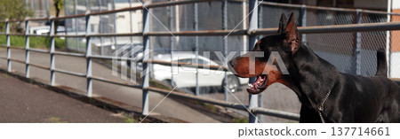 Doberman Pinscher, Doberman Pinscher Doberman Pinscher, Doberman Pinscher 137714661