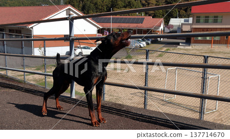 Doberman Pinscher, Doberman Pinscher Doberman Pinscher, Doberman Pinscher 137714670