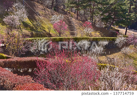 A beautiful picture of plum blossoms in full bloom in Yoshino Plum Village, Ome City, Tokyo. A beautiful picture of plum blossoms in full bloom in Yoshino Plum Village, Ome City, Tokyo. 137714759