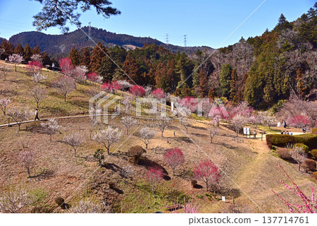A beautiful picture of plum blossoms in full bloom in Yoshino Plum Village, Ome City, Tokyo. A beautiful picture of plum blossoms in full bloom in Yoshino Plum Village, Ome City, Tokyo. 137714761
