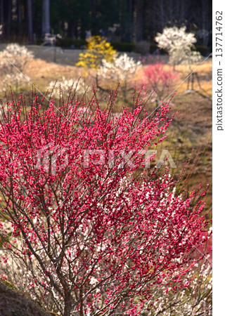 東京青梅市吉野梅村,梅花盛開的美景。 東京青梅市吉野梅村,梅花盛開的美景。 137714762