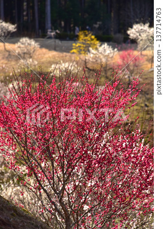 A beautiful picture of plum blossoms in full bloom in Yoshino Plum Village, Ome City, Tokyo. A beautiful picture of plum blossoms in full bloom in Yoshino Plum Village, Ome City, Tokyo. 137714763