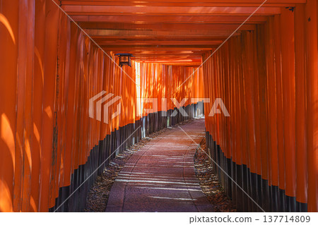Kyoto, Japan - Sep 23 2024, Panoramic view of the corridor of the Senbon red Torii Gate at Fushimi Inari Temple, at daytime, without people, Kyoto, Japan 137714809