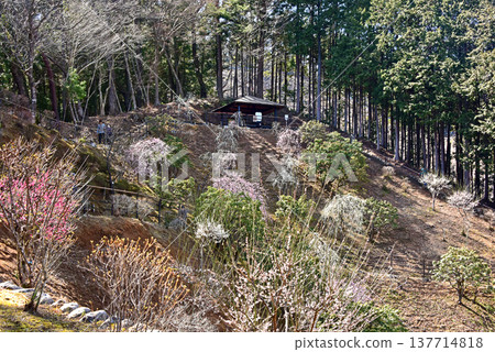 東京青梅市吉野梅村,梅花盛開的美景。 東京青梅市吉野梅村,梅花盛開的美景。 137714818